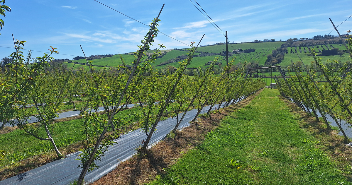 Giovane impianto con pacciamatura